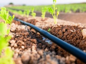 Dây tưới dạng dẹp 16mm