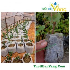 Túi bầu ươm cây tự hủy