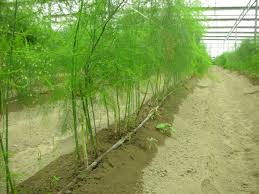 5 Lợi ích khi sử dụng hệ thống tưới nhỏ giọt