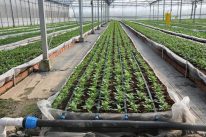 So sánh hệ thống tưới phun mưa và tưới nhỏ giọt